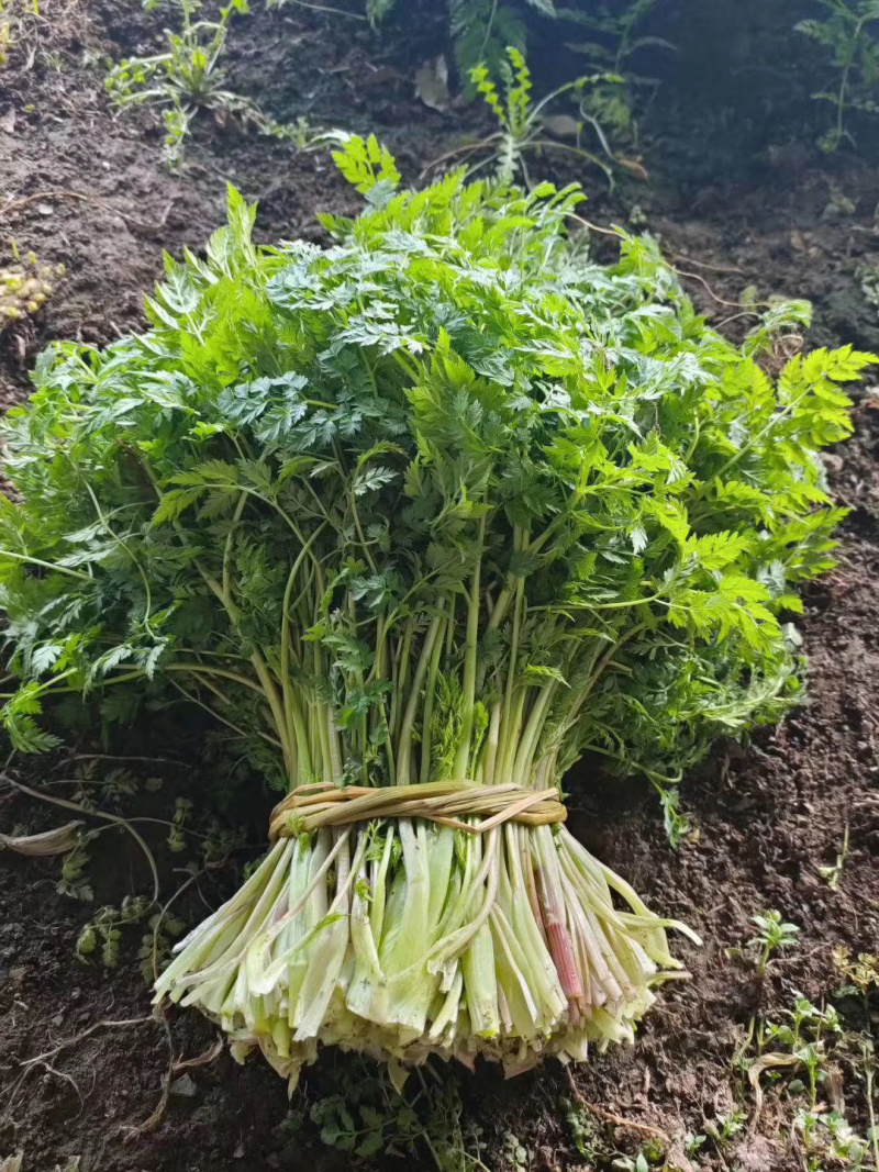 山胡萝卜🥕英子吉林省长白山地区