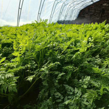 山胡萝卜🥕英子吉林省长白山地区
