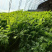 山胡萝卜🥕英子吉林省长白山地区