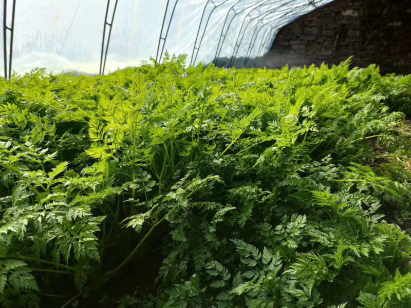 山胡萝卜🥕英子吉林省长白山地区