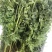 山胡萝卜🥕英子吉林省长白山地区