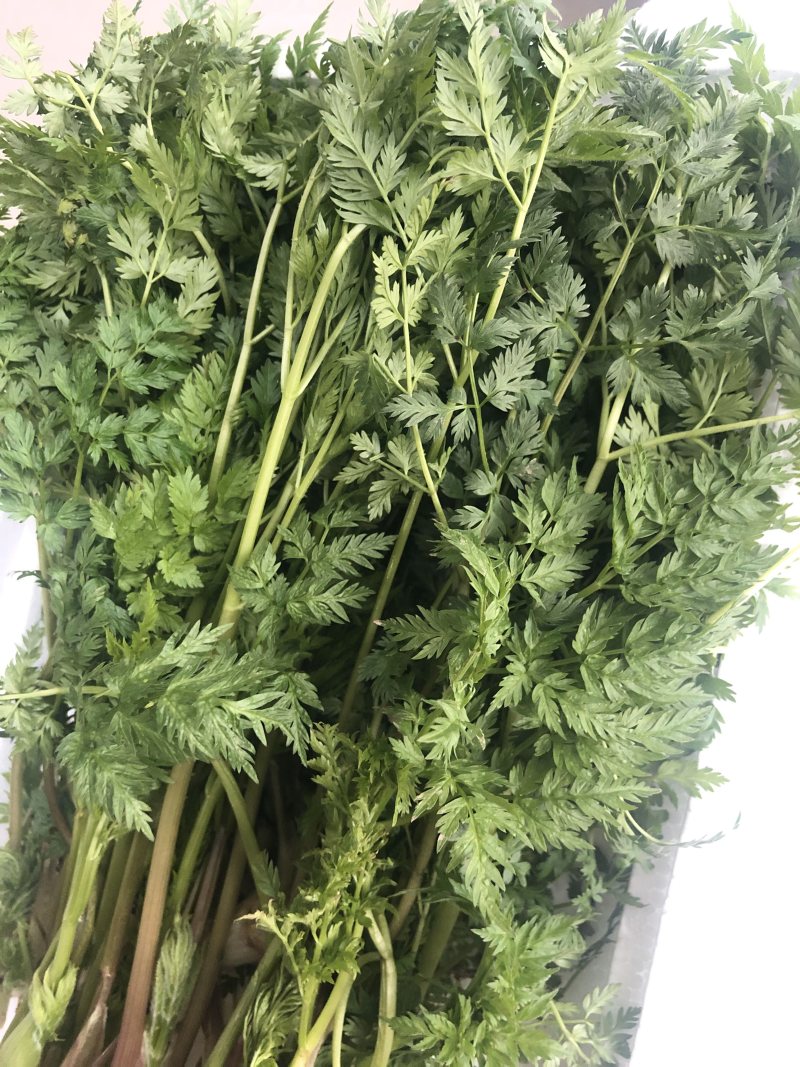 山胡萝卜🥕英子吉林省长白山地区