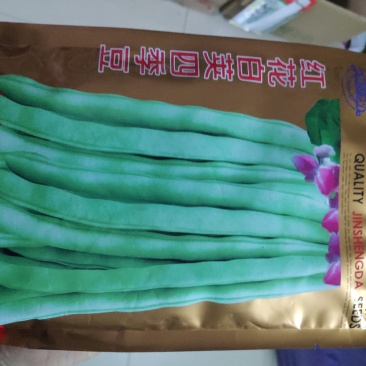 红花白荚四季豆种子早熟荚绿白色结荚率高