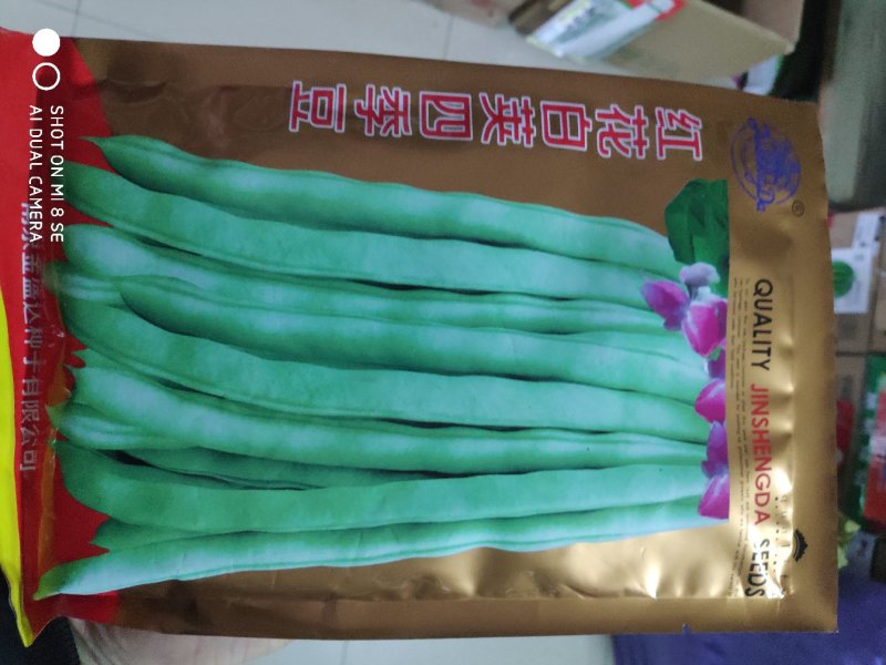 红花白荚四季豆种子早熟荚绿白色结荚率高