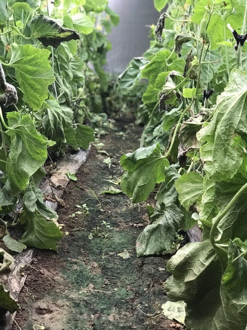 青县脆瓜上市，目前产量逐步增加