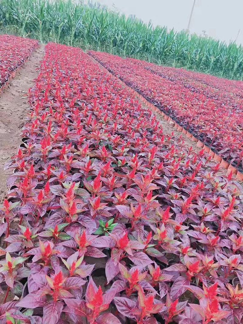鸡冠花(红、绿叶)一支笔，分为国产进口，可提供种养技术