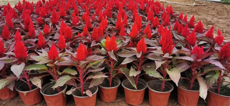鸡冠花(红、绿叶)一支笔，分为国产进口，可提供种养技术