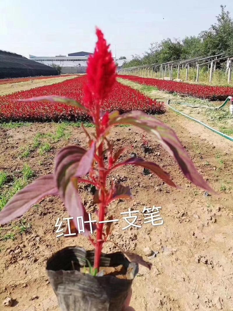 鸡冠花(红、绿叶)一支笔，分为国产进口，可提供种养技术