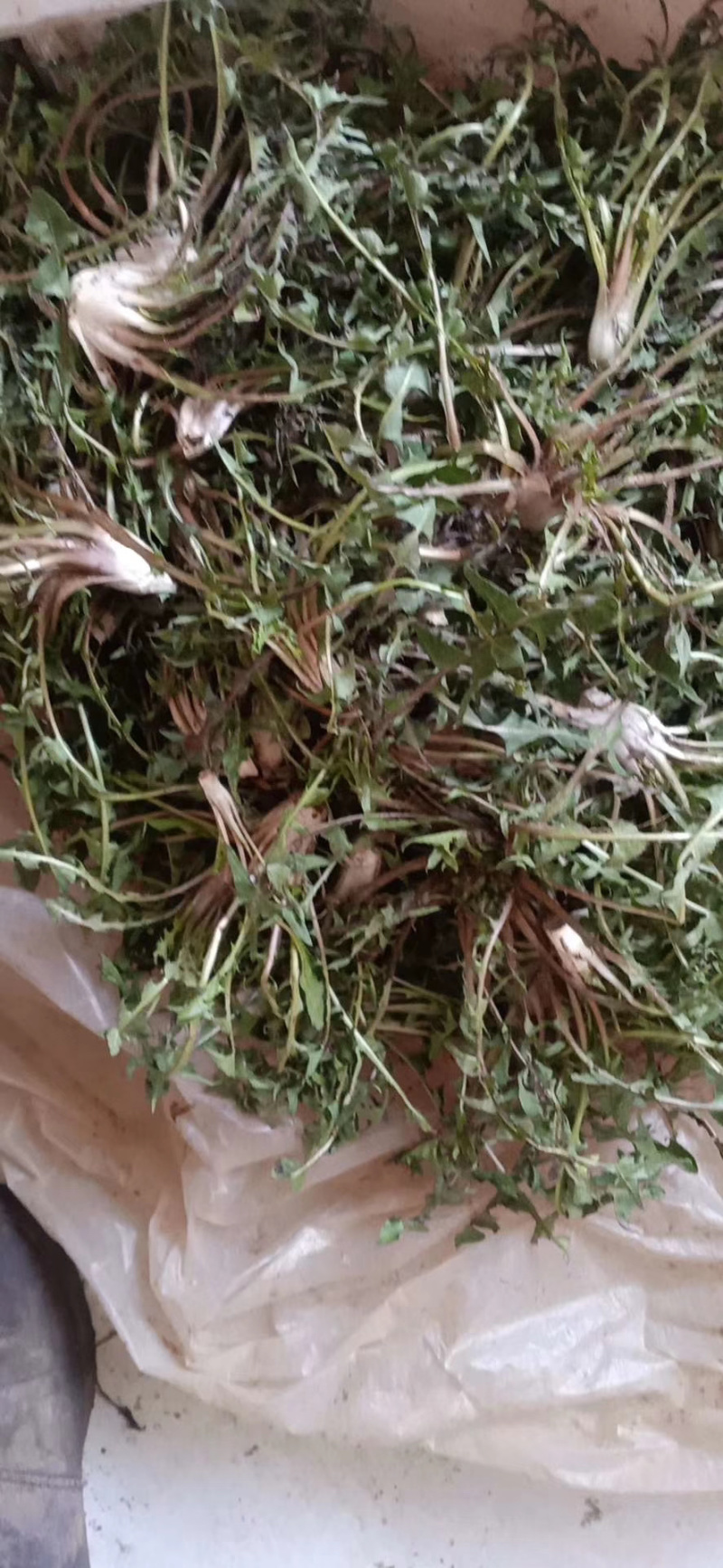 婆婆丁，蒲公英长白山地区小颗