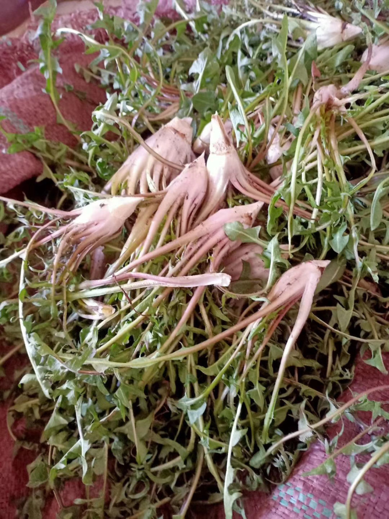 婆婆丁，蒲公英长白山地区小颗