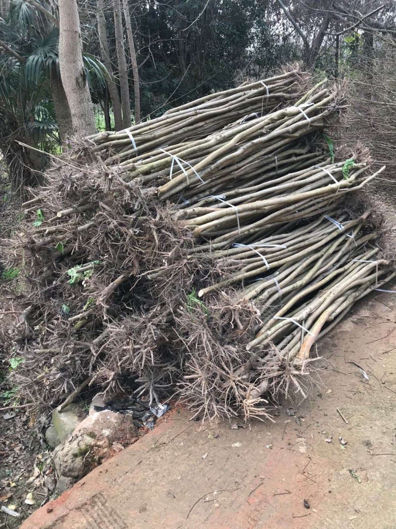 紫薇苗紫薇小苗批发痒痒树紫薇苗处理大批发