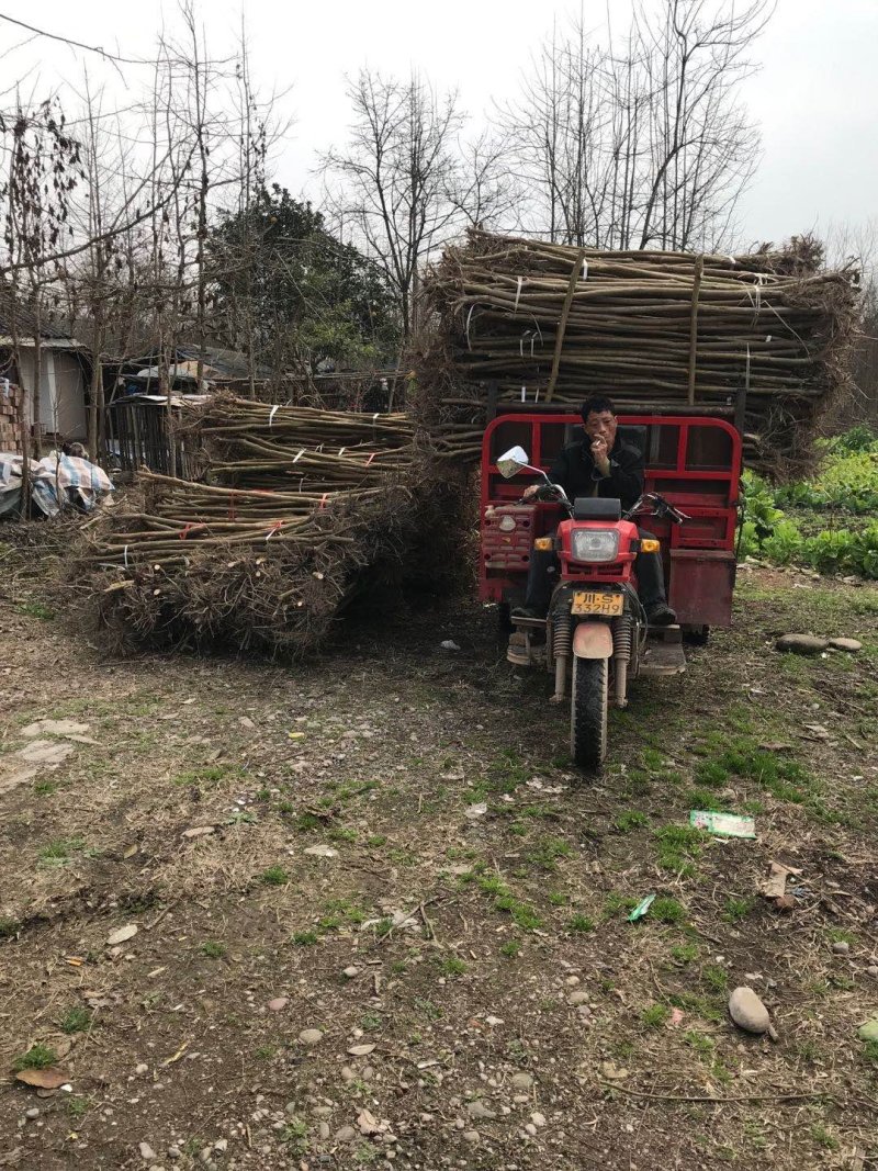 紫薇苗紫薇小苗批发痒痒树紫薇苗处理大批发