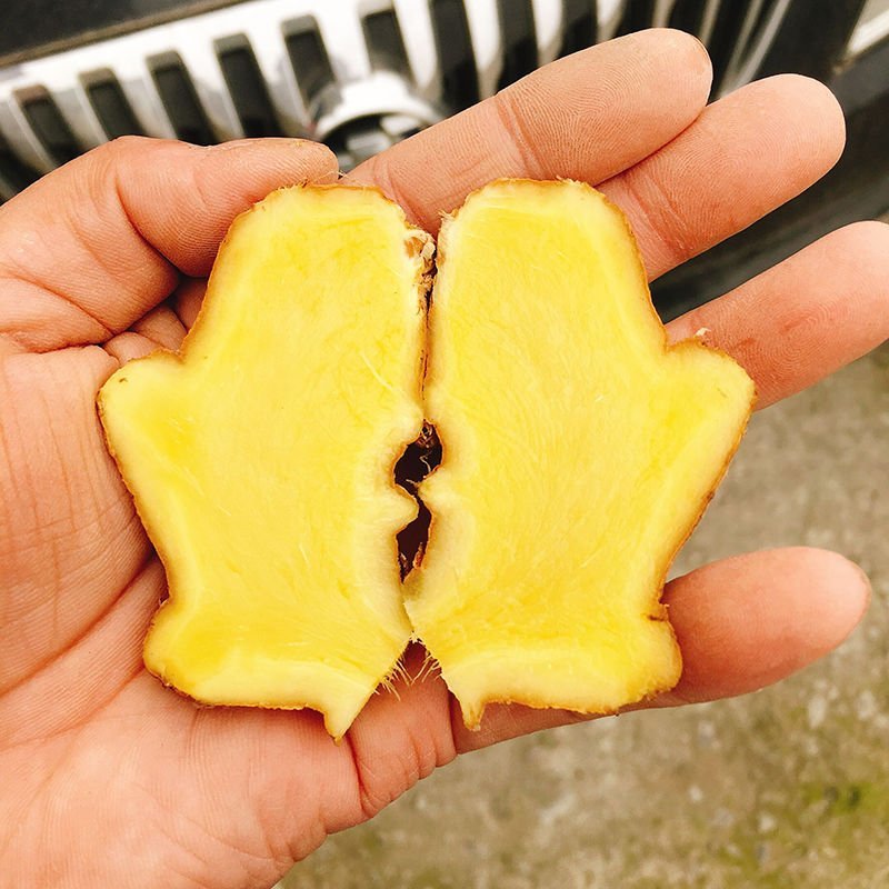 现挖新鲜老姜生姜单买批发代发