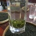 峨眉山高山绿茶，口感好特耐泡一斤两盒装