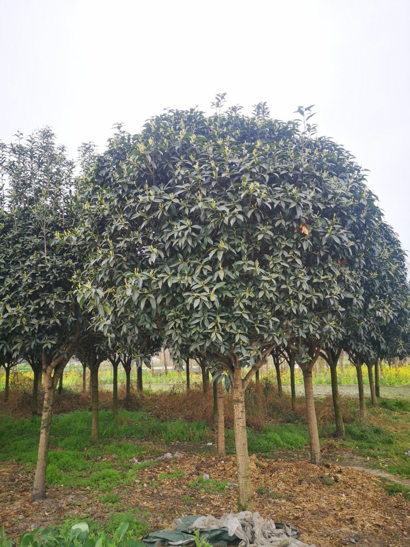 桂花八月桂四川高杆桂花处理先到先得