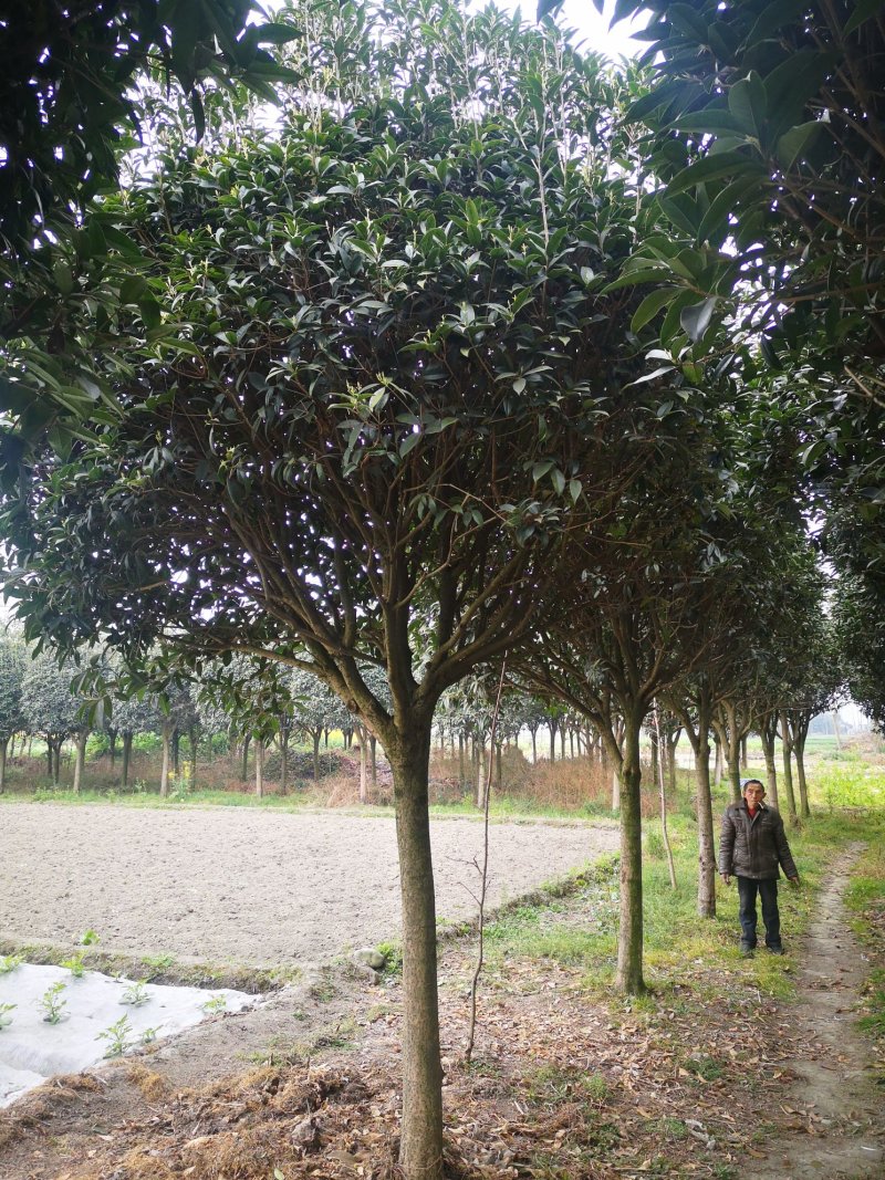 桂花八月桂四川高杆桂花处理先到先得