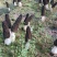 羊肚菌干货香格里拉合作社基地直供，