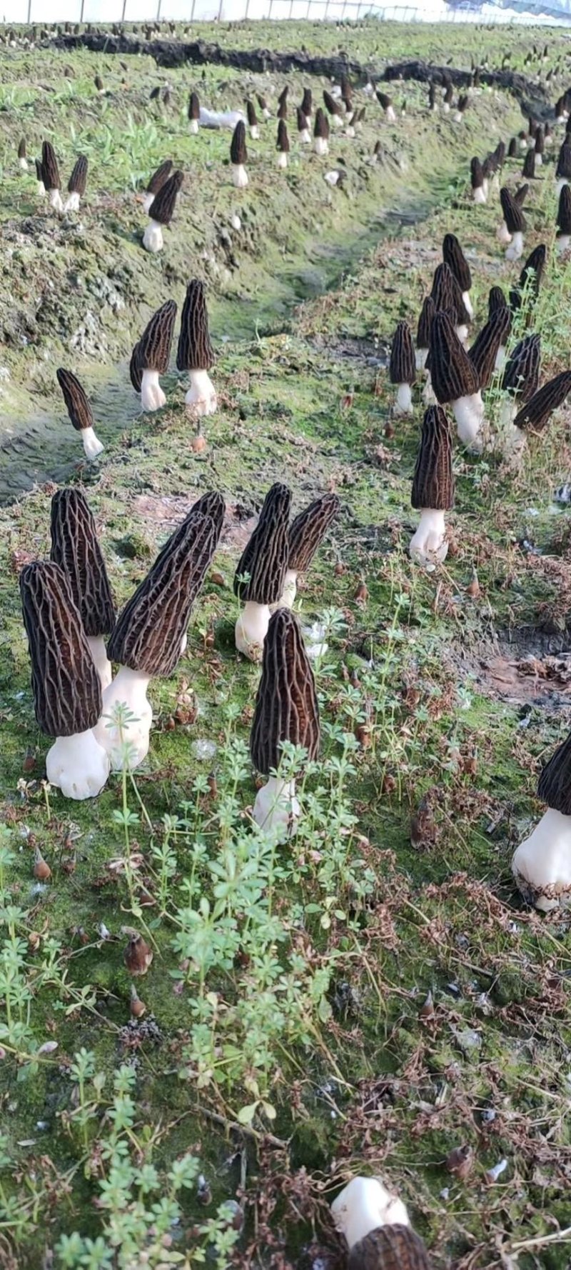 羊肚菌干货香格里拉合作社基地直供，