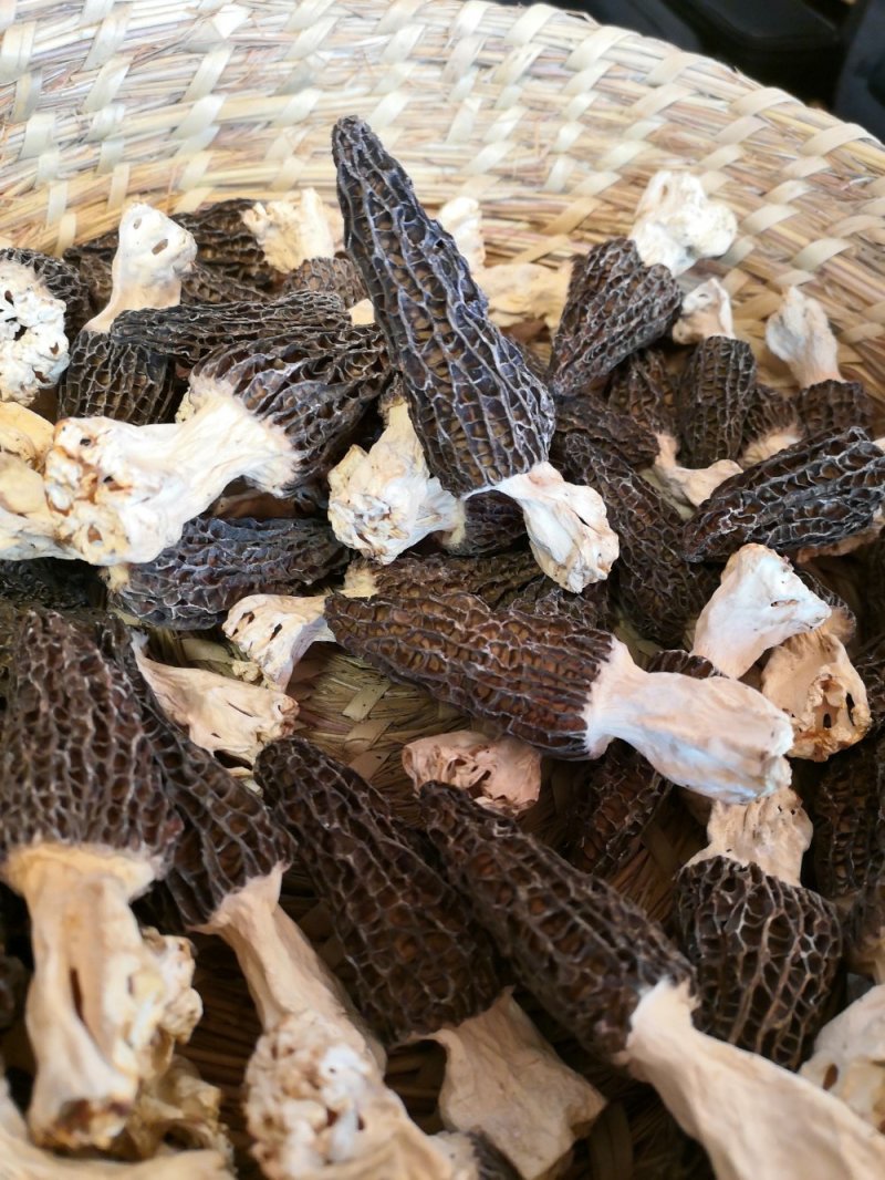 羊肚菌干货香格里拉合作社基地直供，