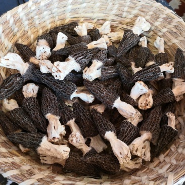 羊肚菌干货香格里拉合作社基地直供，