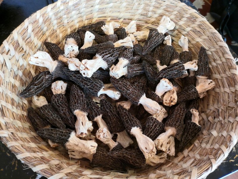 羊肚菌干货香格里拉合作社基地直供，