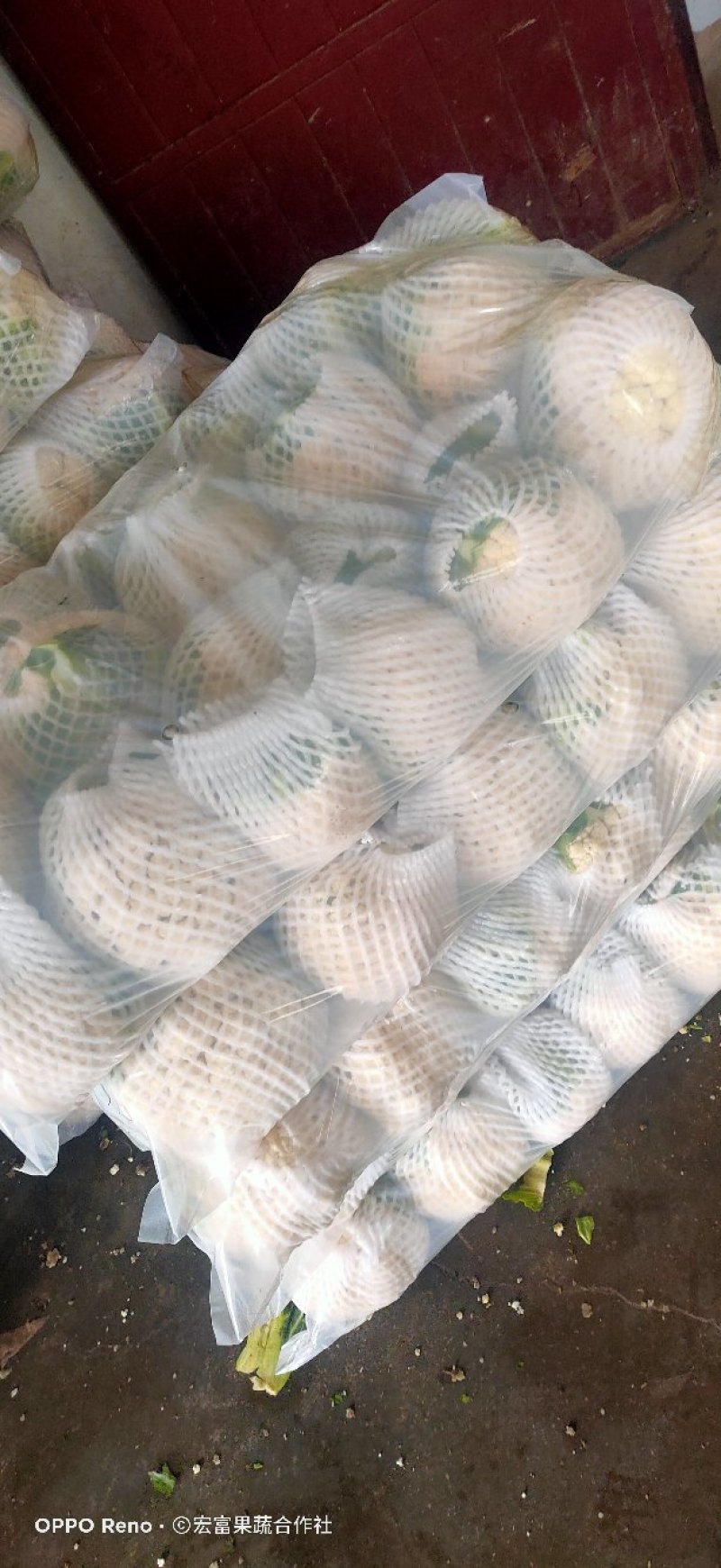 陕西菜花花菜实花白面白梗1～3斤产地直发日供货50吨