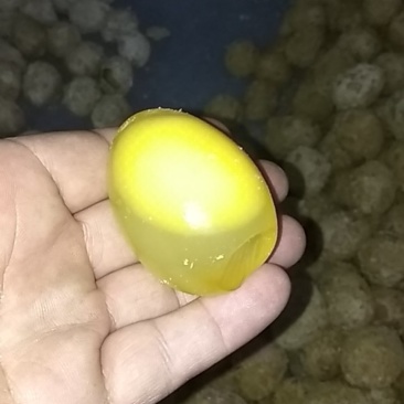 皮蛋
