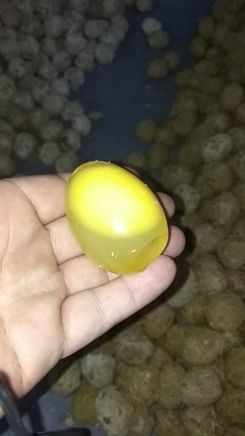 皮蛋