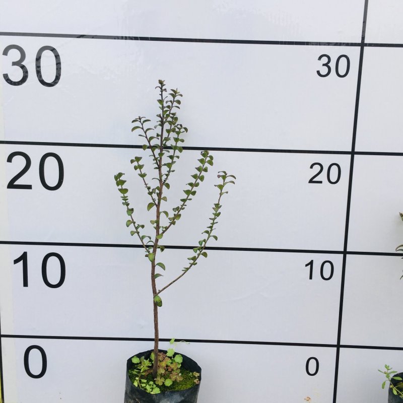 小叶紫檀，紫檀，台湾紫檀苗