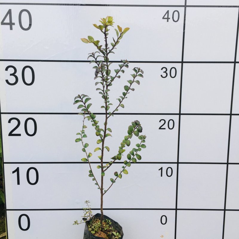 小叶紫檀，紫檀，台湾紫檀苗