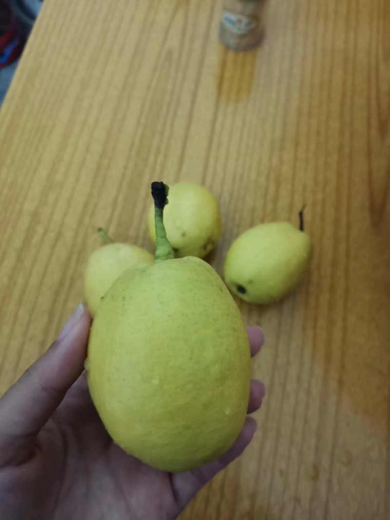 库尔勒香梨