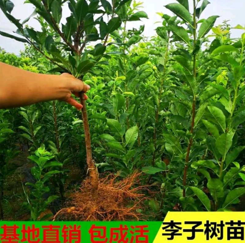 四川晚熟青脆李树苗脱骨李子树嫁接李子苗脆李苗包邮
