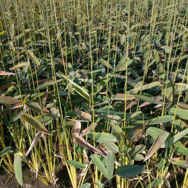 再力花，自家养殖，质优价廉，欢迎大量采购，量大从优