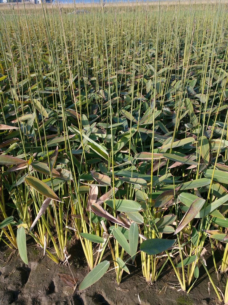 再力花，自家养殖，质优价廉，欢迎大量采购，量大从优