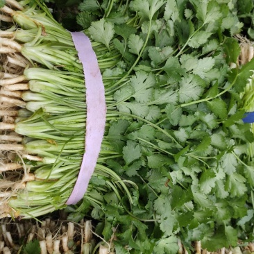 香菜25~30厘米以上全年供应大棚菜大型基地