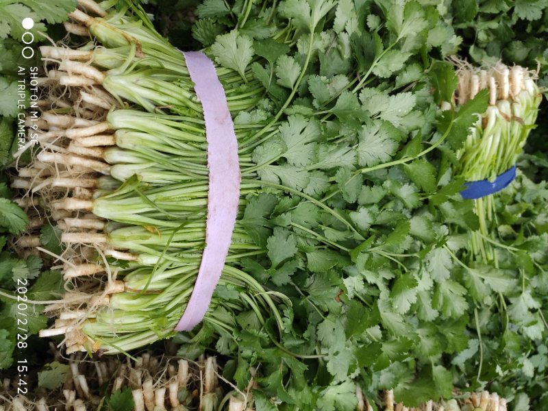 香菜25~30厘米以上全年供应大棚菜大型基地