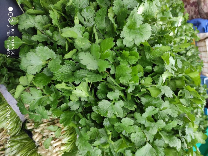 香菜25~30厘米以上全年供应大棚菜大型基地