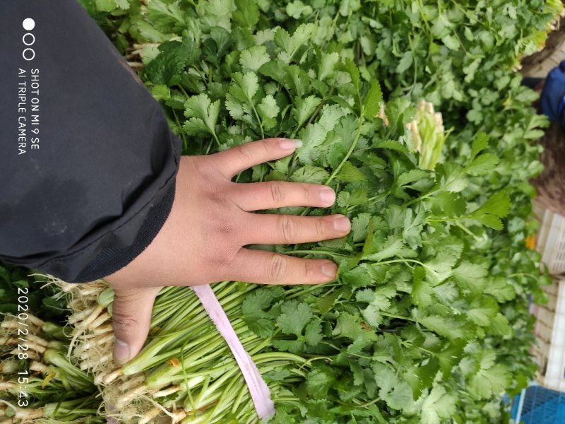 香菜25~30厘米以上全年供应大棚菜大型基地