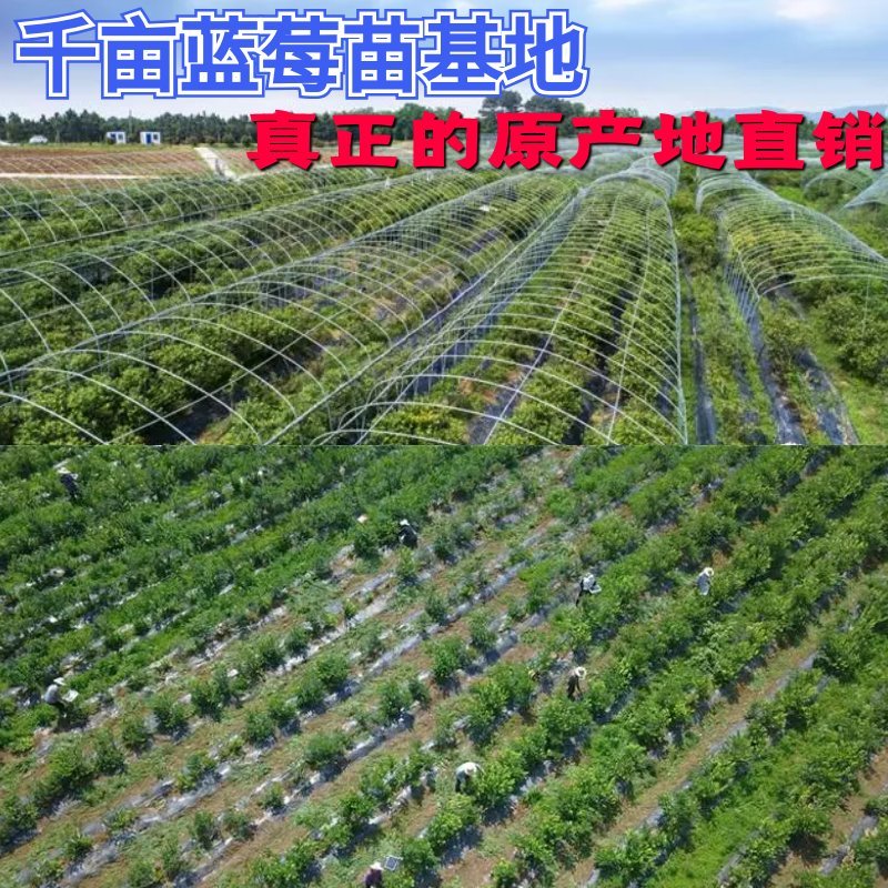 蓝莓苗盆栽地栽特大蓝莓果树苗盆栽院栽南北方种植四季蓝莓苗