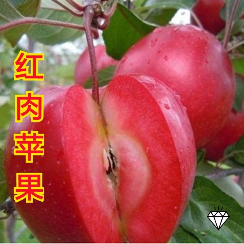 苹果苗（地栽:适合长江以北地区种植，盆景：适合全国地区）