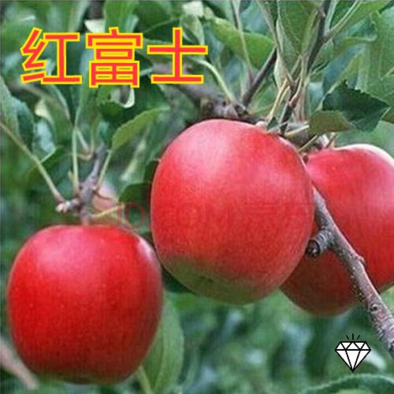 苹果苗（地栽:适合长江以北地区种植，盆景：适合全国地区）
