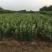 苹果苗（地栽:适合长江以北地区种植，盆景：适合全国地区）