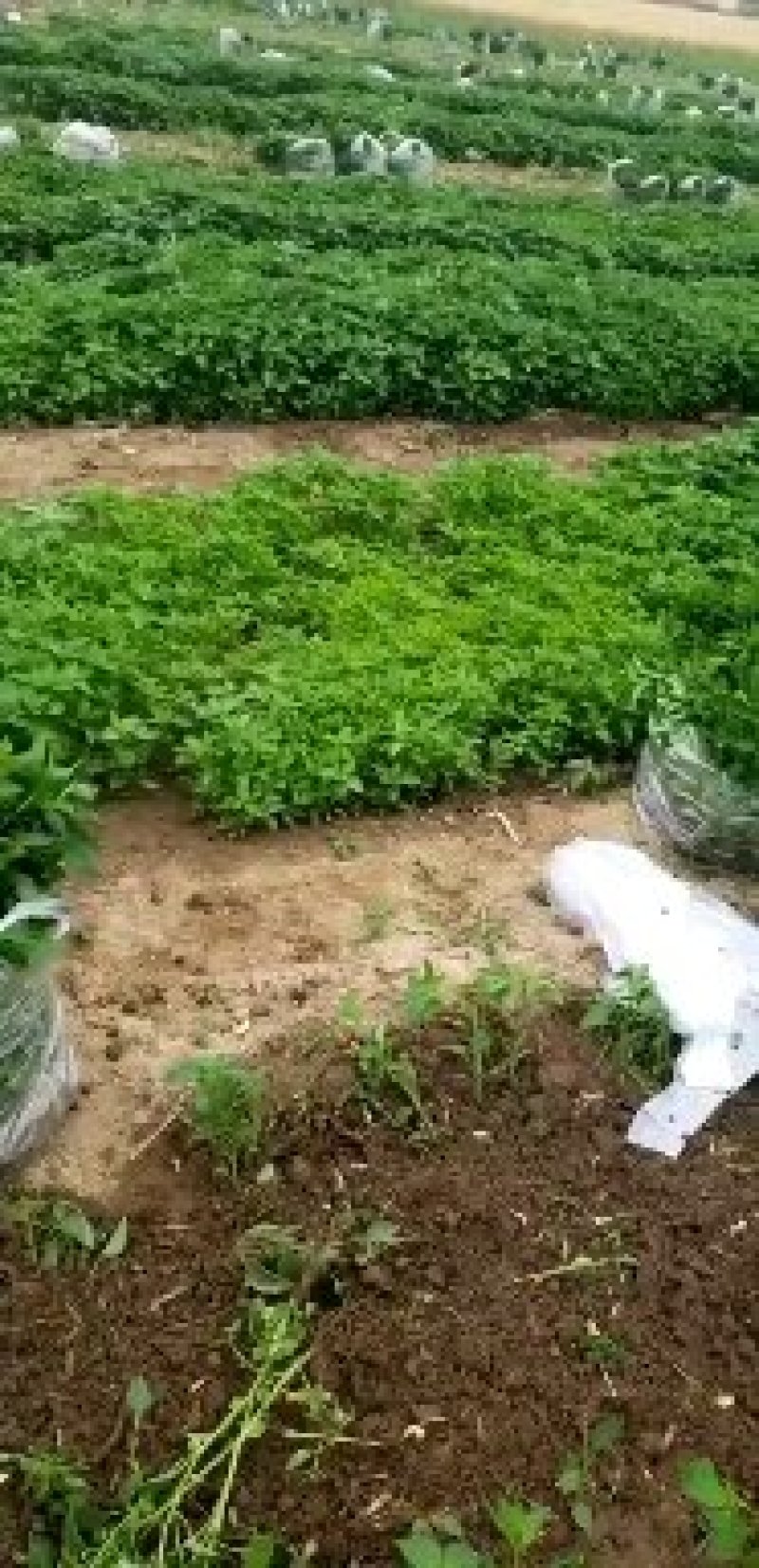 朝天椒辣椒苗高产抗病辣度高蒜乡红辣椒苗农场大户优选