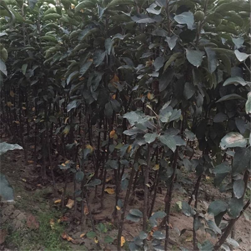 苹果苗（地栽:适合长江以北地区种植，盆景：适合全国地区）