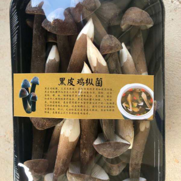 黑皮鸡枞