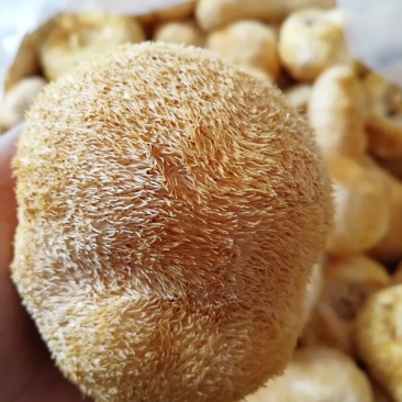 原产地厂家直销干猴头菇猴头菇干货货源充足包售后