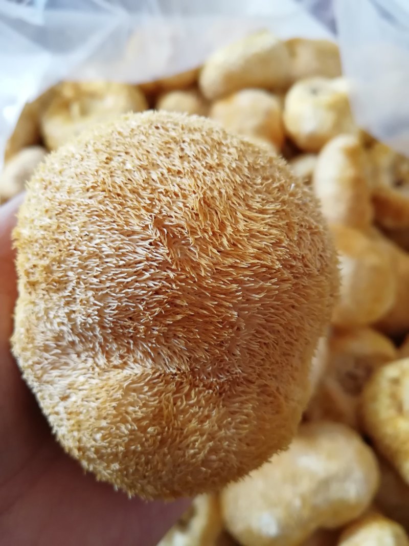 原产地厂家直销干猴头菇猴头菇干货货源充足包售后