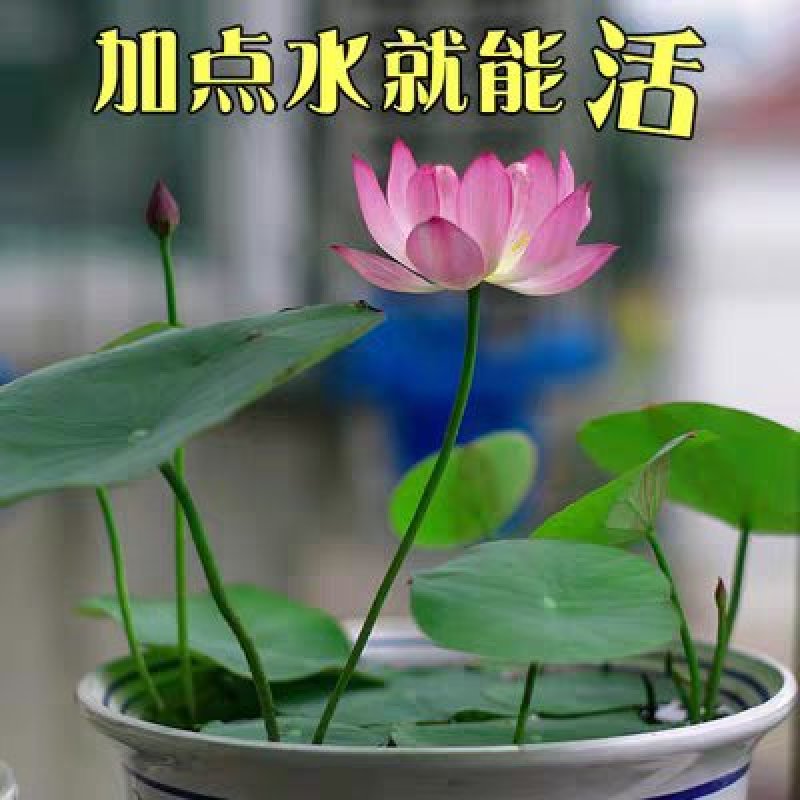 四季播种50粒碗莲种子已开口水培植物睡莲荷花种子盆栽