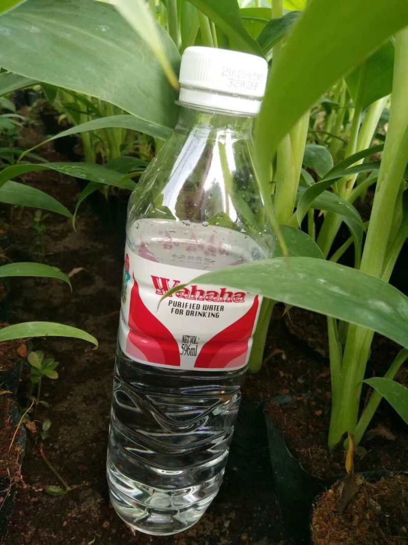 红香蕉苗，品质保证大量供应