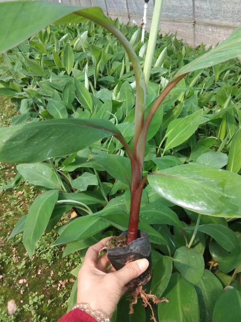 红香蕉苗，品质保证大量供应